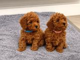 Yuvasını Bekleyen Safkan Toy Poodle Bebekleri