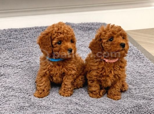Yuvasını Bekleyen Safkan Toy Poodle bebekleri
