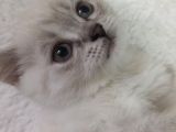 Güzel Bri̇ti̇sh Shorthai̇r Yavrumuz