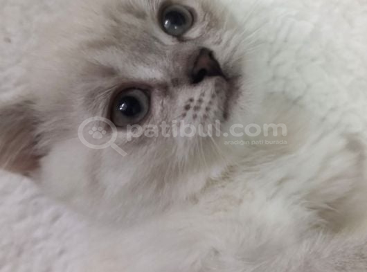 Güzel Bri̇ti̇sh Shorthai̇r Yavrumuz