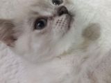 Güzel Bri̇ti̇sh Shorthai̇r Yavrumuz