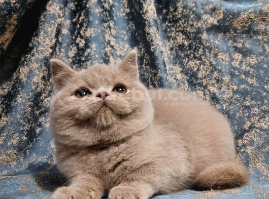 Safkan Kahve Ci̇nnamon Ve Fawn British Yavrular görsel