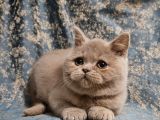 Safkan Kahve Ci̇nnamon Ve Fawn British Yavrular