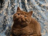 Safkan Kahve Ci̇nnamon Ve Fawn British Yavrular