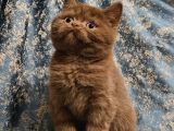 Safkan Kahve Ci̇nnamon Ve Fawn British Yavrular