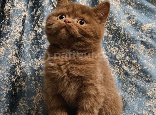 Safkan Kahve Ci̇nnamon Ve Fawn British Yavrular görsel