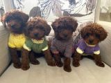 Güzelli̇k Abi̇desi̇ Erkek Di̇şi̇ Poodle Bebekler