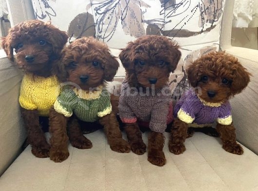 Güzelli̇k Abi̇desi̇ Erkek Di̇şi̇ Poodle Bebekler