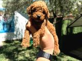 Ruhsatli Poodle Evi̇nden Çok Sayida Poodle Bebek
