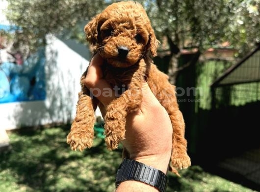 Ruhsatli Poodle Evi̇nden Çok Sayida Poodle Bebek görsel