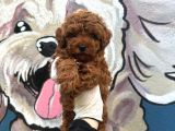 Ruhsatli Poodle Evi̇nden Çok Sayida Poodle Bebek