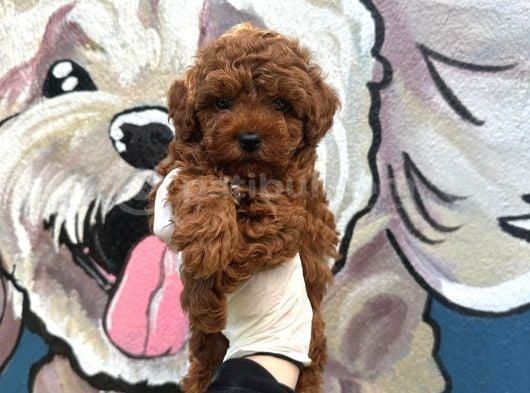 Ruhsatli Poodle Evi̇nden Çok Sayida Poodle Bebek görsel