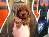 Ruhsatli Poodle Evi̇nden Çok Sayida Poodle Bebek