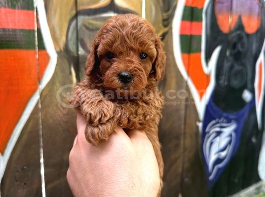 Ruhsatli Poodle Evi̇nden Çok Sayida Poodle Bebek görsel