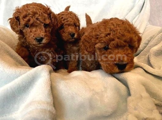 Mi̇ni̇k Poodle Kurabi̇yeler görsel