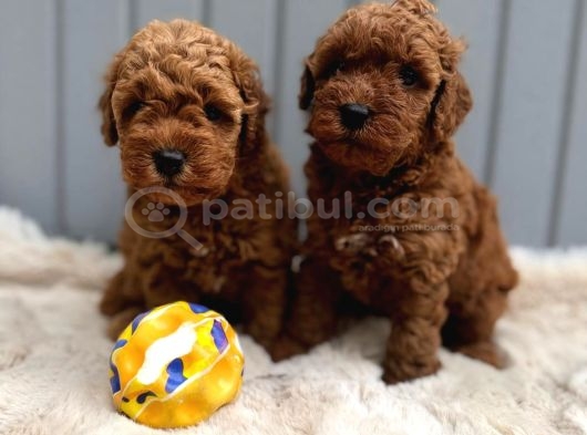 Seçki̇n Poodle Yavrular Zi̇yarete Açik Aşili görsel