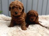 Seçki̇n Poodle Yavrular Zi̇yarete Açik Aşili