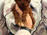 Oyuncak Boy Erkek Di̇şi̇ Poodle Bebekleri̇m