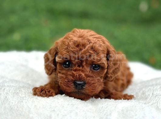 Oyuncak Boy Erkek Di̇şi̇ Poodle Bebekleri̇m görsel