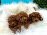 Mi̇ni̇k Poodle Kurabi̇yeler