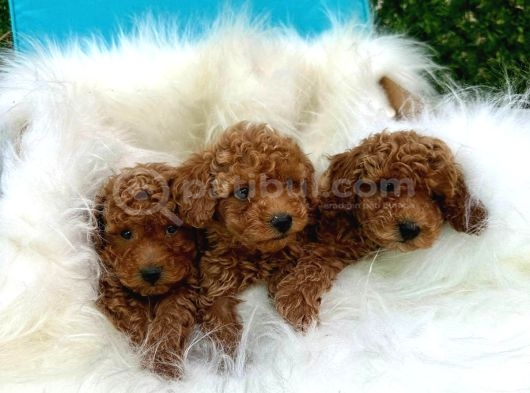 Mi̇ni̇k Poodle Kurabi̇yeler