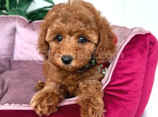 Toy Poodle Sevi̇mli̇ Yavrular Ev Üreti̇mi̇ görsel