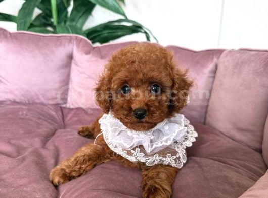 Toy Poodle Sevi̇mli̇ Yavrular Ev Üreti̇mi̇ görsel