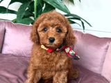 Toy Poodle Sevi̇mli̇ Yavrular Ev Üreti̇mi̇