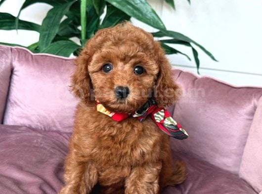 Toy Poodle Sevi̇mli̇ Yavrular Ev Üreti̇mi̇