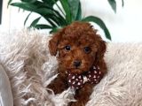 Toy Poodle Sevi̇mli̇ Yavrular Ev Üreti̇mi̇
