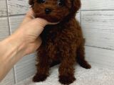 Kipkirmizi Red Toy Poodle Sevi̇mli̇ Yavrular