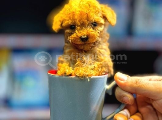 Red Toy Poodle Sevi̇mli̇ Yavrular görsel