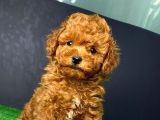 Red Toy Poodle Sevi̇mli̇ Yavrular