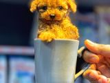 Red Toy Poodle Sevi̇mli̇ Yavrular