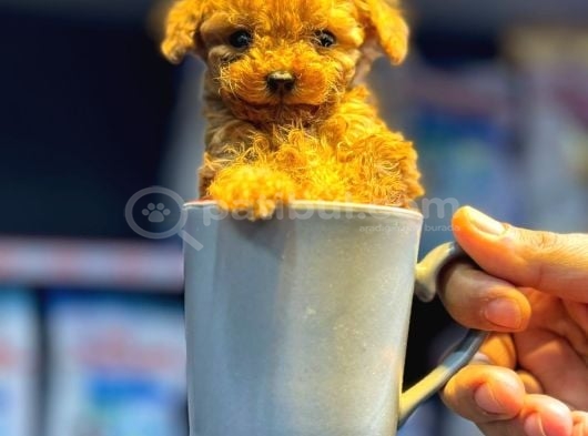 Red Toy Poodle Sevi̇mli̇ Yavrular