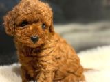 Red Toy Poodle Sevi̇mli̇ Yavrular