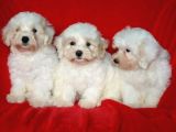 Kar Beyaz Maltese Terri̇er Ci̇nsleri̇