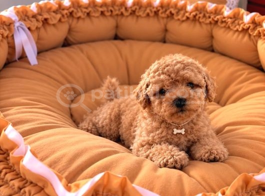 Toy Poodle Sevi̇mli̇ Yavrular Ev Üreti̇mi̇ görsel
