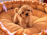 Toy Poodle Sevi̇mli̇ Yavrular Ev Üreti̇mi̇