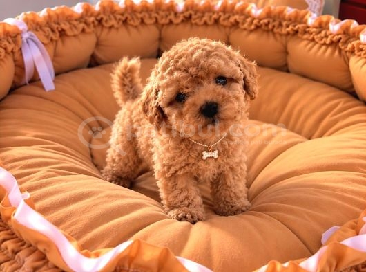 Toy Poodle Sevi̇mli̇ Yavrular Ev Üreti̇mi̇