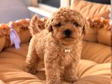 Toy Poodle Sevi̇mli̇ Yavrular Ev Üreti̇mi̇