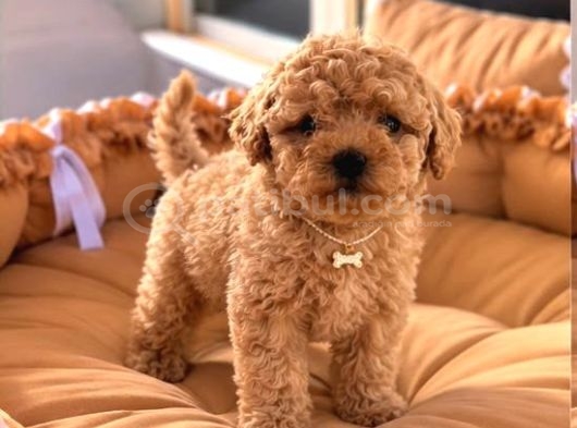 Toy Poodle Sevi̇mli̇ Yavrular Ev Üreti̇mi̇ görsel