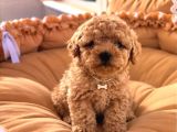 Kahve Tonlu Malti̇poo Ci̇nsi̇ Yavrular