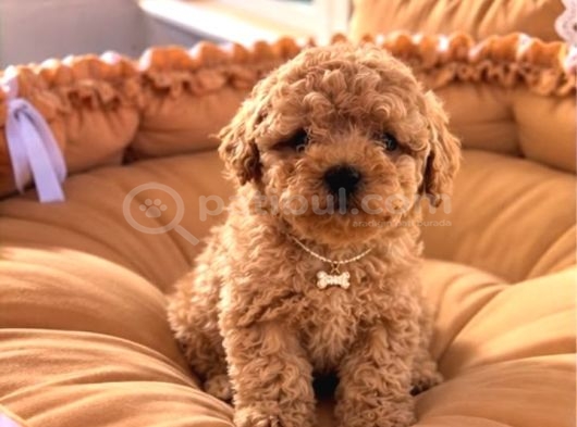 Kahve Tonlu Malti̇poo Ci̇nsi̇ Yavrular
