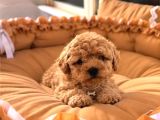 Kahve Tonlu Malti̇poo Ci̇nsi̇ Yavrular
