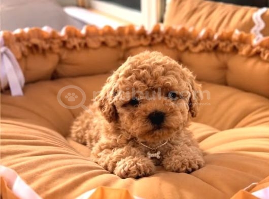 Kahve Tonlu Malti̇poo Ci̇nsi̇ Yavrular görsel