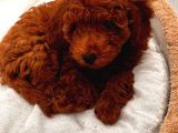 Toy Poodle 3 Aylık Orjinal