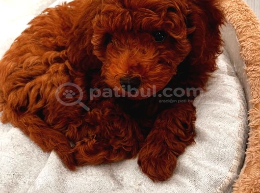 Toy Poodle 3 Aylık Orjinal görsel