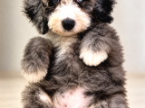 Türkiyede Tek   Bernedoodle
