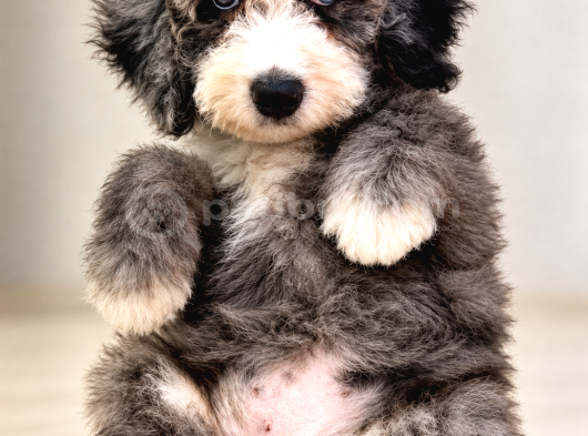 Türkiyede Tek   Bernedoodle